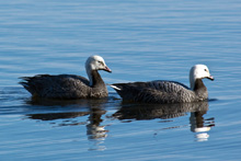 Emperor Geese